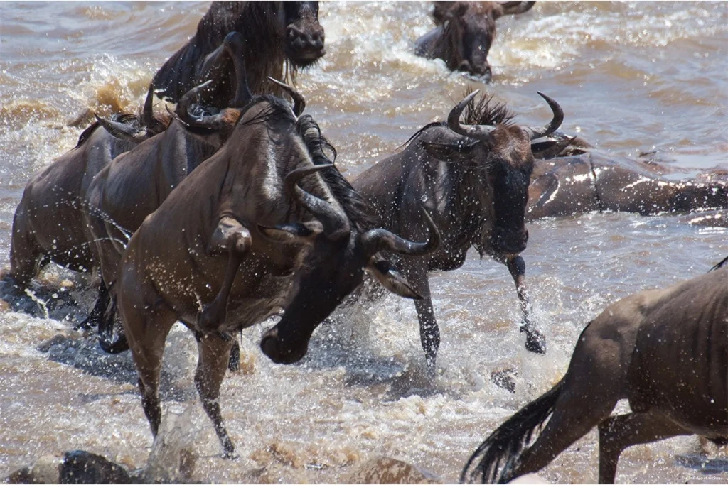 How to get to Serengeti National Park