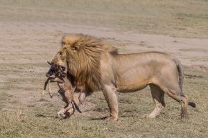 5 Top Reasons to Visit Tanzania in 2026