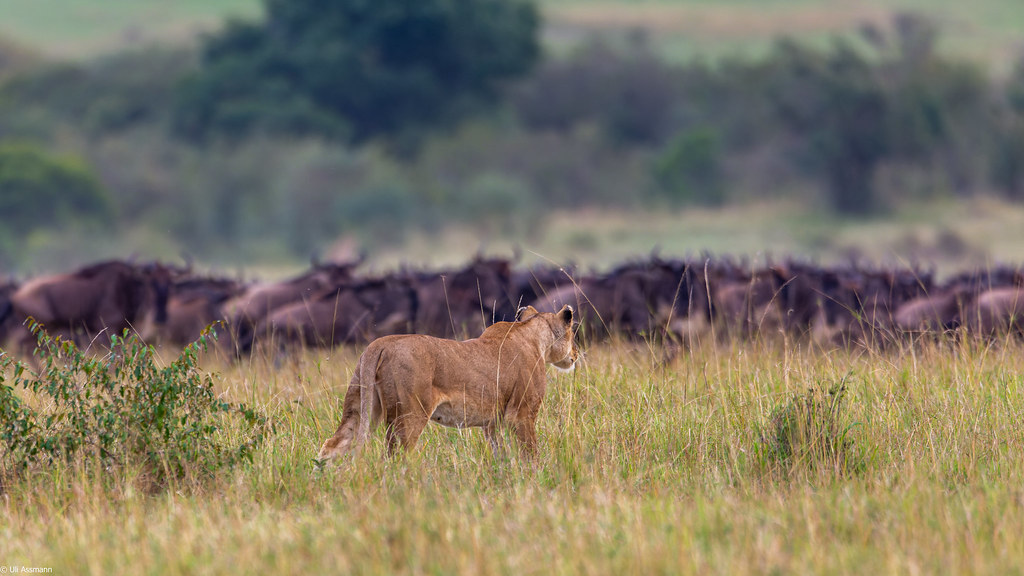 Travel Guide To Serengeti National Park