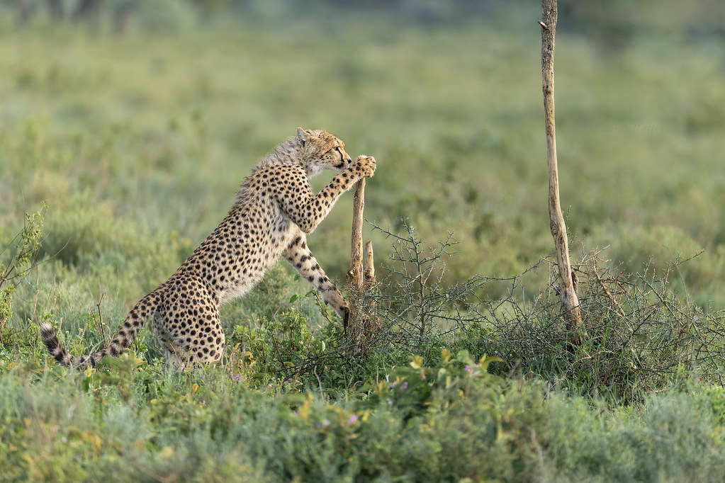 Wildlife in Serengeti National Park