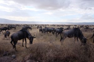 History of Serengeti and the Great Migration.
