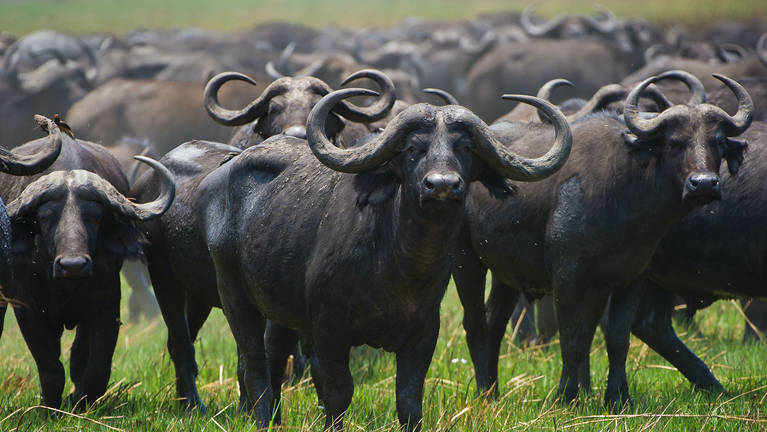 Serengeti National Park