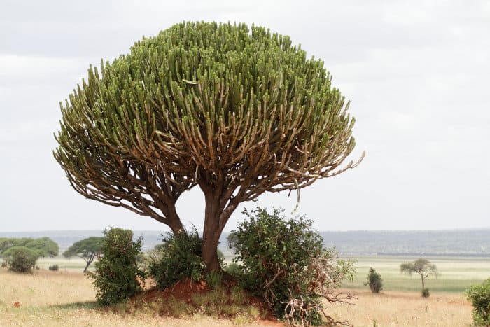 Plants in Serengeti National Park
