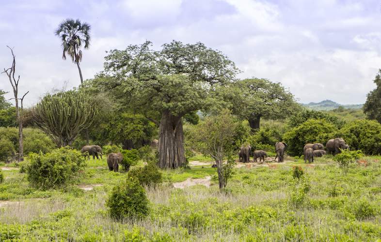 Plants in Serengeti National Park