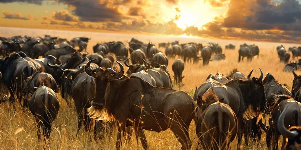 Is it better to visit Kenya or Tanzania