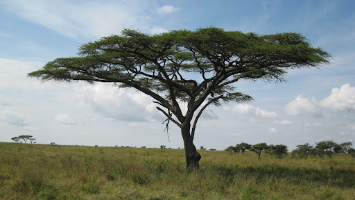 Plants in Serengeti National Park