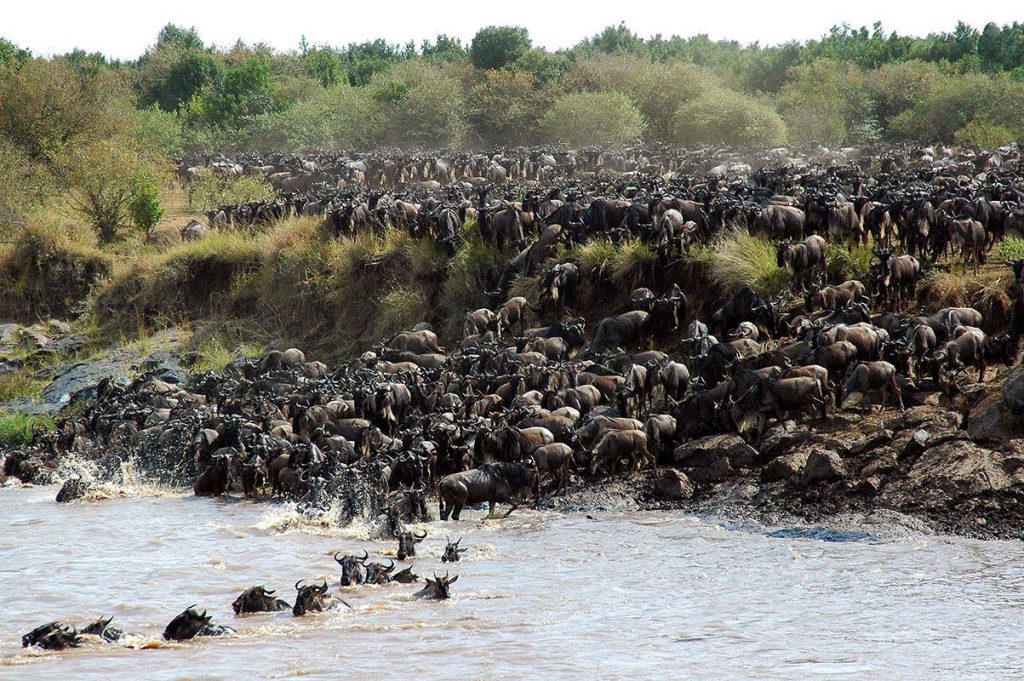What Wildlife Can I See in Serengeti National Park
