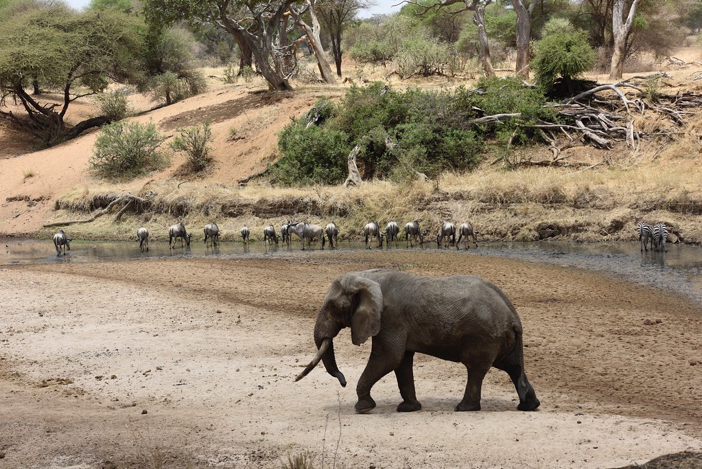 Tarangire National Park
