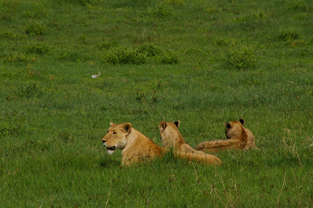 7 Tips for a Rewarding Tanzania Safari from Travel Experts.