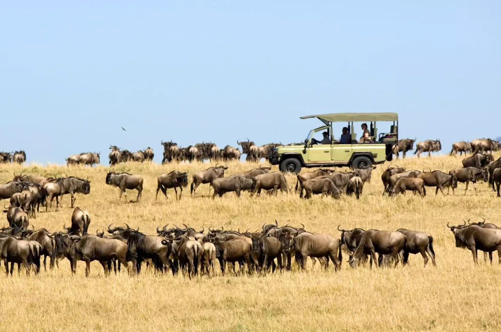 What Wildlife Can I See in Serengeti National Park