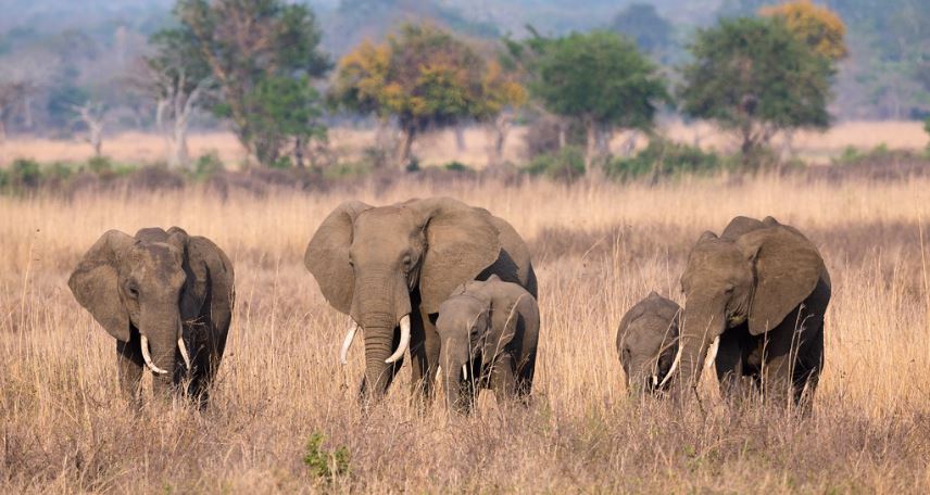 What Wildlife Can I See in Serengeti National Park