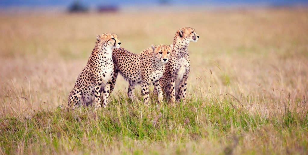 What Wildlife Can I See in Serengeti National Park